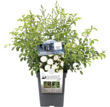 Rosier ''Crystal Fairy'' en pot