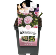 Beetrose Rosa ''Ballando'' im Topf