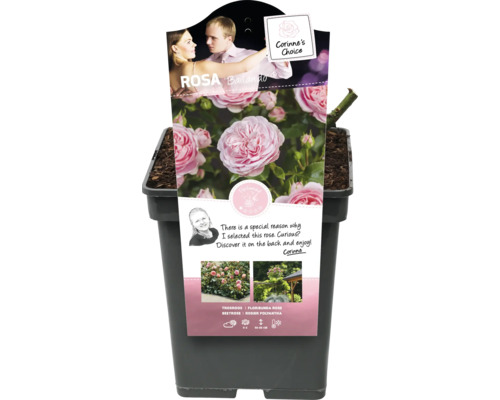Beetrose Rosa ''Ballando'' im Topf