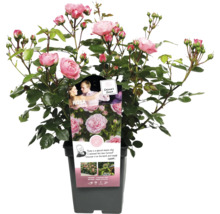 Rose im Topf mit zarten rosa Blüten