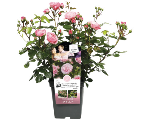 Rose im Topf mit zarten rosa Blüten