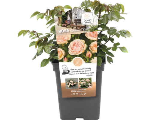 Rose im Topf, Sorte Garden of Roses