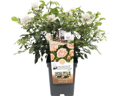 Rose im Topf mit Blüten