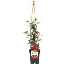 Rose en pot avec support à grimper