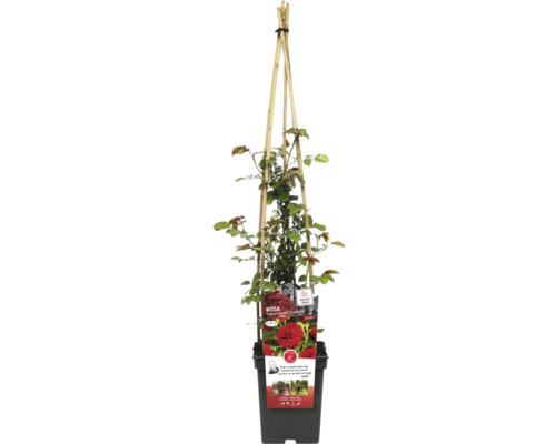 Rosier grimpant 'Grand Award' FloraSelf Rosa 'Grand Award' Co 5 L à floraison fréquente Rosier grimpant 'Grand Award' FloraSelf Rosa 'Grand Award' Co 5 L à floraison fréquente