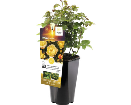 Rosier à massifs jaune en pot