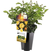 Rose jaune en pot
