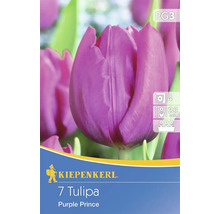 Logo Kiepenkerl, 7 Tulipes Purple Prince