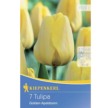 Logo Kiepenkerl. Emballage de sept tulipes de la variété Golden Apeldoorn