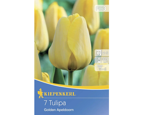 Bulbes de tulipes Darwin-Hybrid 'Golden Apeldoorn' 7 pces