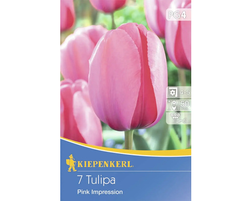 Bulbes de tulipes Darwin-Hybrid 'Pink Impression' 7 pces