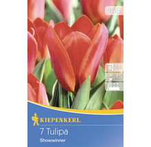 Kiepenkerl Tulpenpackung mit roten Tulpen der Sorte Showwinner