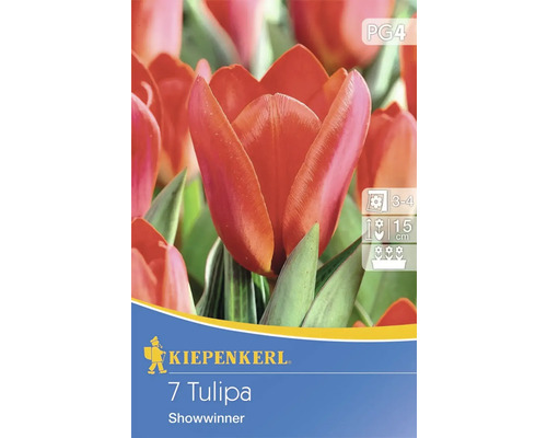 Bulbes de tulipes Kiepenkerl 'Showwinner' 7 pces