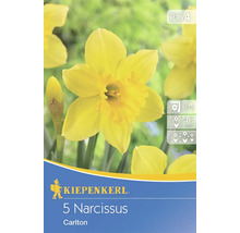 Paquet de 5 bulbes de narcisses Carlton