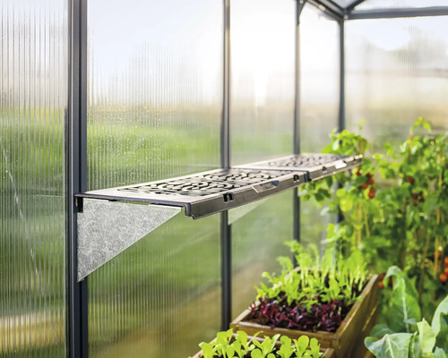 Étagère dans la serre pour la culture de plantes