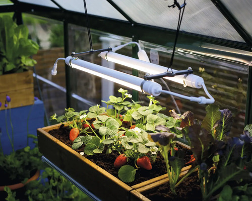Gewächshaus-Szene mit Erdbeerpflanzen in einem Hochbeet unter Pflanzenlampen.