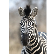 Nahaufnahme eines Zebras mit Streifenmuster
