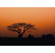 Silhouette d''un arbre au coucher du soleil