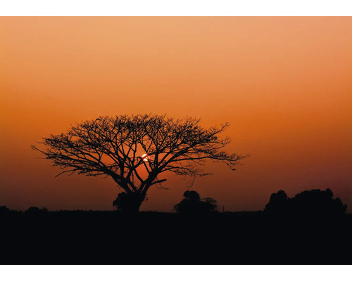 Papier peint panoramique intissé 363647 African Queen III naturel rouge 8 pces 424 x 300 cm