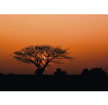 Silhouette d''un arbre au coucher du soleil