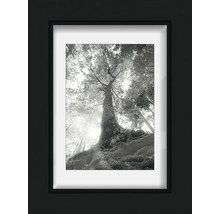 Reproduction d''art encadrée avec photographie en noir et blanc d''un arbre