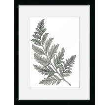 Image encadrée avec motif de fougère