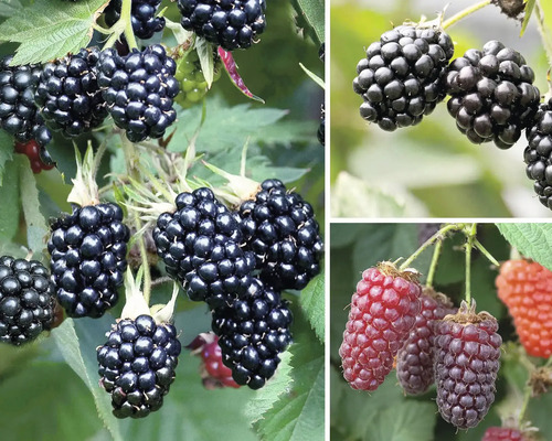 Mûrier bio trio espalier Hof:Obst Rubus fruticosus h 50-60 cm Co 6 l, 3 variétés différentes