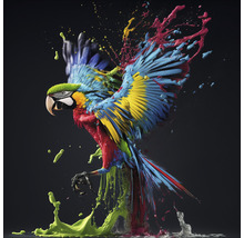 Tableau en verre Colorful Ara 50x50 cm
