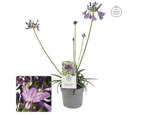 Agapanthe 'Poppin Purple' FloraSelf Agapanthus EVER® 'Poppin Purple' pot Ø 17 cm floraison durable