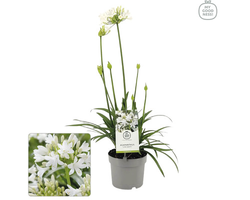 Schmucklilie 'White' FloraSelf Agapanthus EVER® 'White' Ø 17 cm Topf dauerblüher