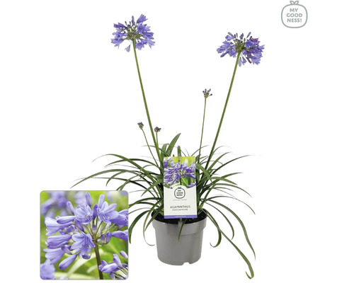 Agapanthe 'Sapphire' FloraSelf Agapanthus EVER® 'Sapphire' pot Ø 17 cm floraison durable