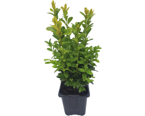 Buis FloraSelf Buxus sempervirens pot Ø 8 cm Buis en pot