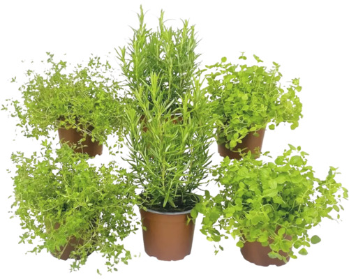 Ensemble d'herbes BIO FloraSelf Bio mélange herbes italiennes 6 pces pot Ø 12 cm