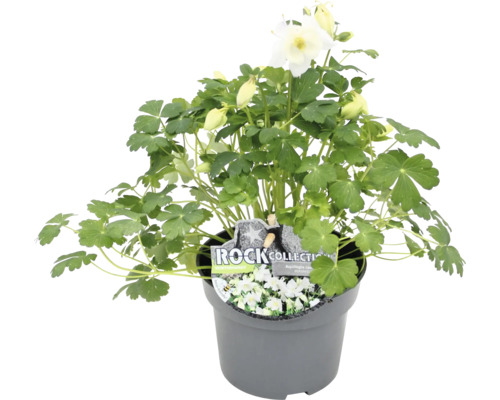 Weisse Akelei in einem Topf