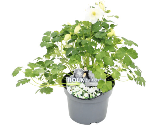 Aquilegia in einem Topf