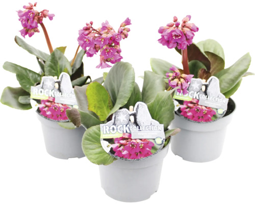 Bergénie à feuilles cordées ROCKCollection Floraself Bergenia cordifolia h 5-20 cm p 13 cm