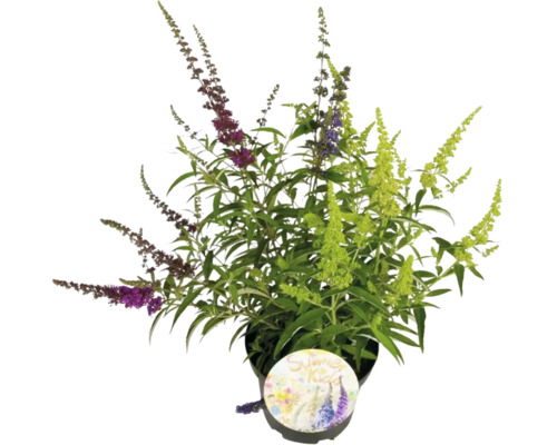 Sommerflieder, Schmetterlingsflieder Buddleja davidii 'Summer Kids Tricolor' H 40-60 cm Co 5 L