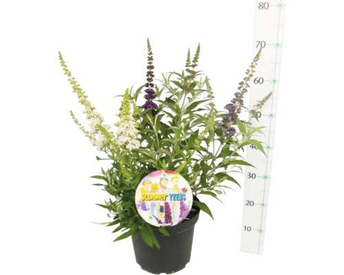 Buddleja en pot avec floraison