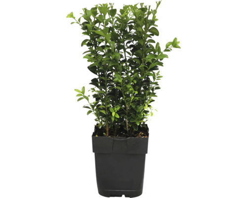 Buis FloraSelf Buxus sempervirens pot Ø 13 cm