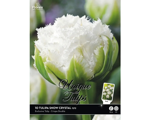 Bulbes de tulipes Premium Selection Tulpe 'Snow Crystal' 10 pièces