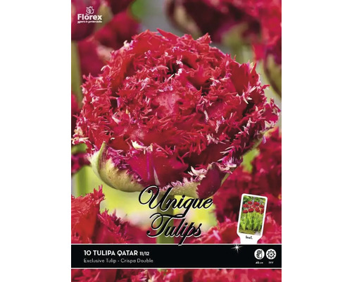 Bulbes de tulipes Unique Tulpe 'Qatar', 10 pièces