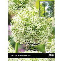 Bulbe de fleur d''ail ornemental Mont Blanc
