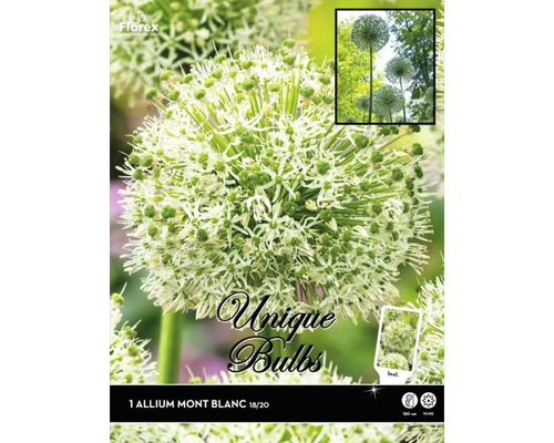 Bulbe Unique Allium ail géant de l'Himalaya 'Mont Blanc' 1 pièce