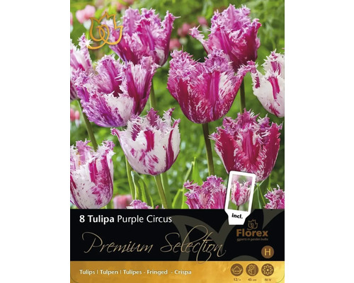 Bulbe Premium Selection tulipe 'Purple Circus' 8 pièces