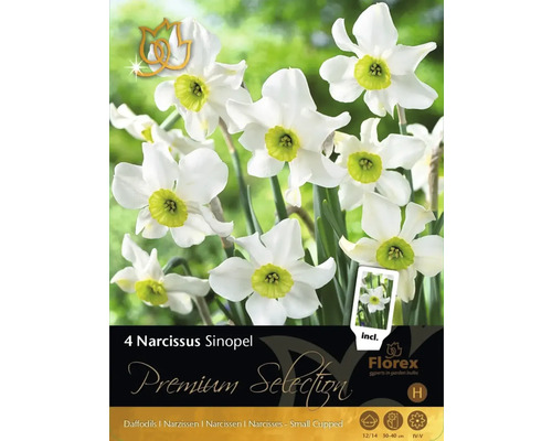 Bulbes de fleurs narcisses Premium Selection 'Sinopel' 4 pièces