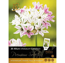 Paquet de 20 bulbes d''Allium trifoliatum Cameleon