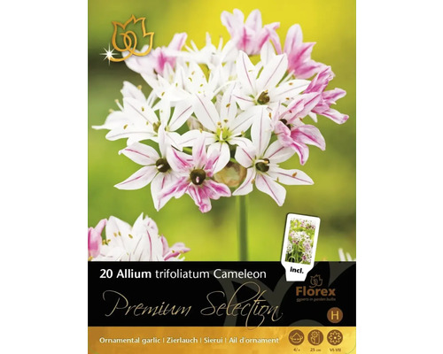 Blumenzwiebel Premium Selection Feuerwerksblume Allium trifoliatum 'Cameleon' 20 Stück