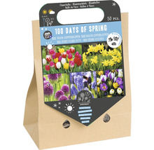 Mélange de bulbes à fleurs, 50 pièces, pour fleurs d''été