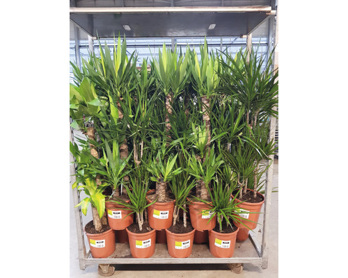 Mehrere Drachenbäume in Töpfen auf einem Rollwagen.