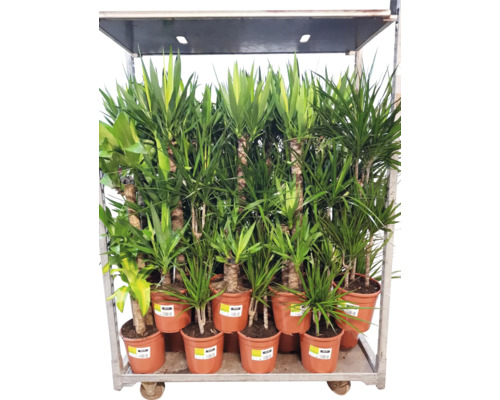 Mehrere Drachenbäume im Topf auf einem Wagen